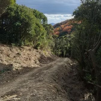 次の分岐では直進すると高山だけど、左折して雄鷹台山の方へ向かいます🚶