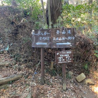 御幸ヶ原コースでケーブルカーのりばまで下りてきた
