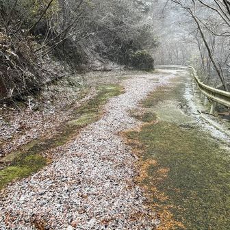 積もり始めた雪