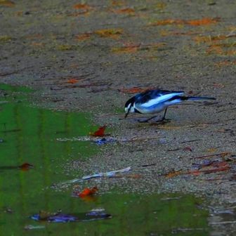 山頂、ぐるぐる迷いながら掬星台に到着。
今日は風速強く、予想通り激寒🌬️

しかし、セグロセキレイさん？
ずっと小走りで走り回ってて、カメラで追いかけっこ🥰

1人で可愛いぃとかウケてたら、近くに人がいはった汗