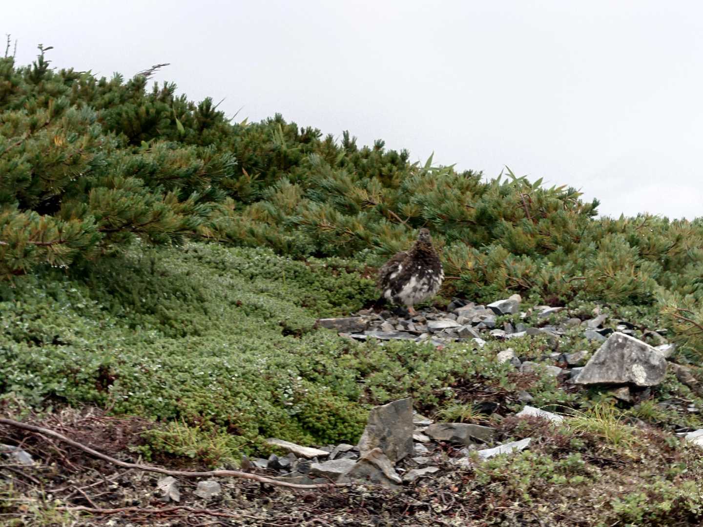 柏原新道登山口-爺ヶ岳-爺ヶ岳 縦走コースの写真