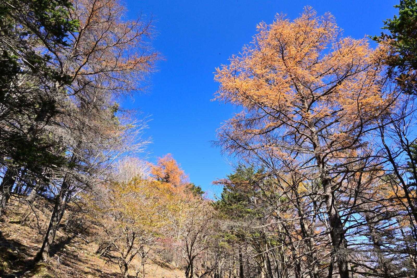 金山の分岐で節刀ヶ岳方面へ向かうと青空とカラマツの黄葉が目に飛び込んできた。
映える～