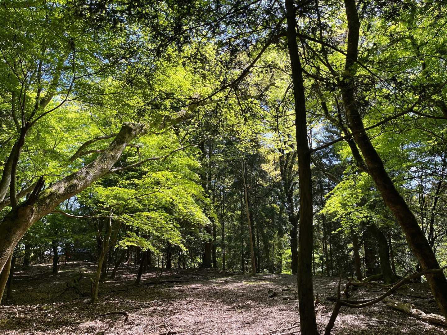 戻りながら本堂手前
新緑の青い紅葉も美しいですね✨📷