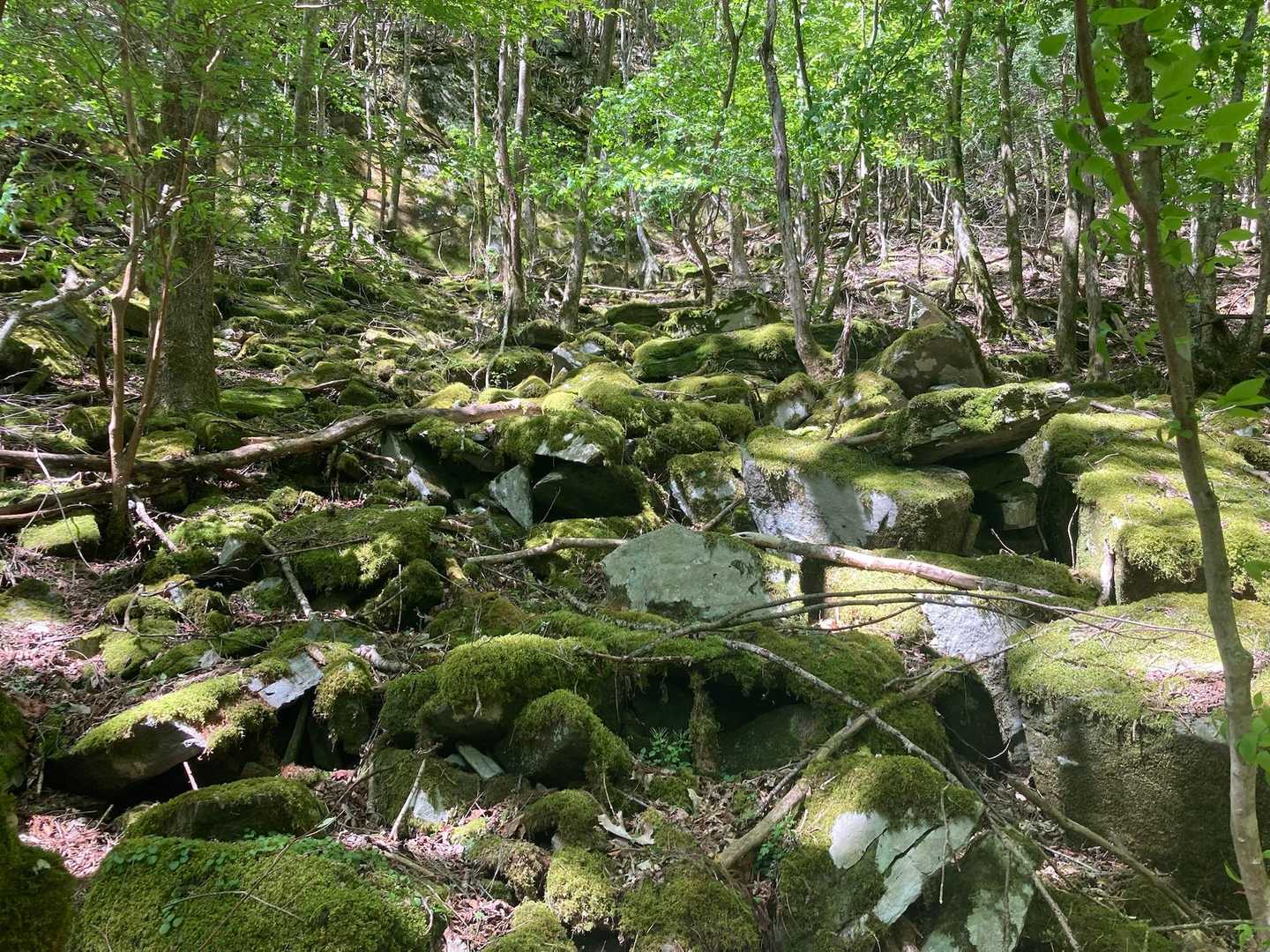苔が綺麗でした