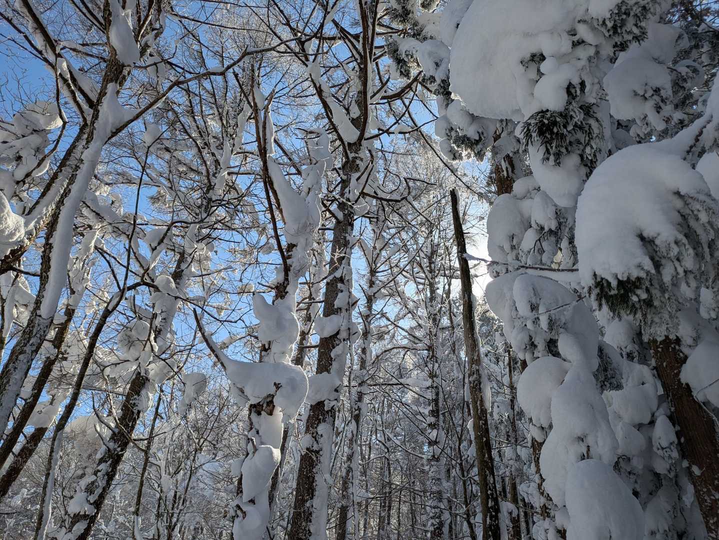 雪がモコモコゾーン⛄️✨