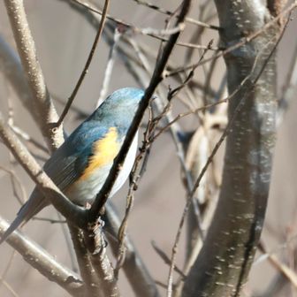 ぐるぐる歩いて、キター！
くぅー、枝がーー！！😭