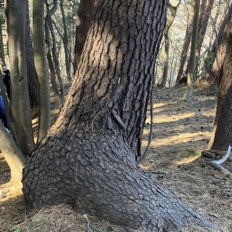 恐竜の足みたい。