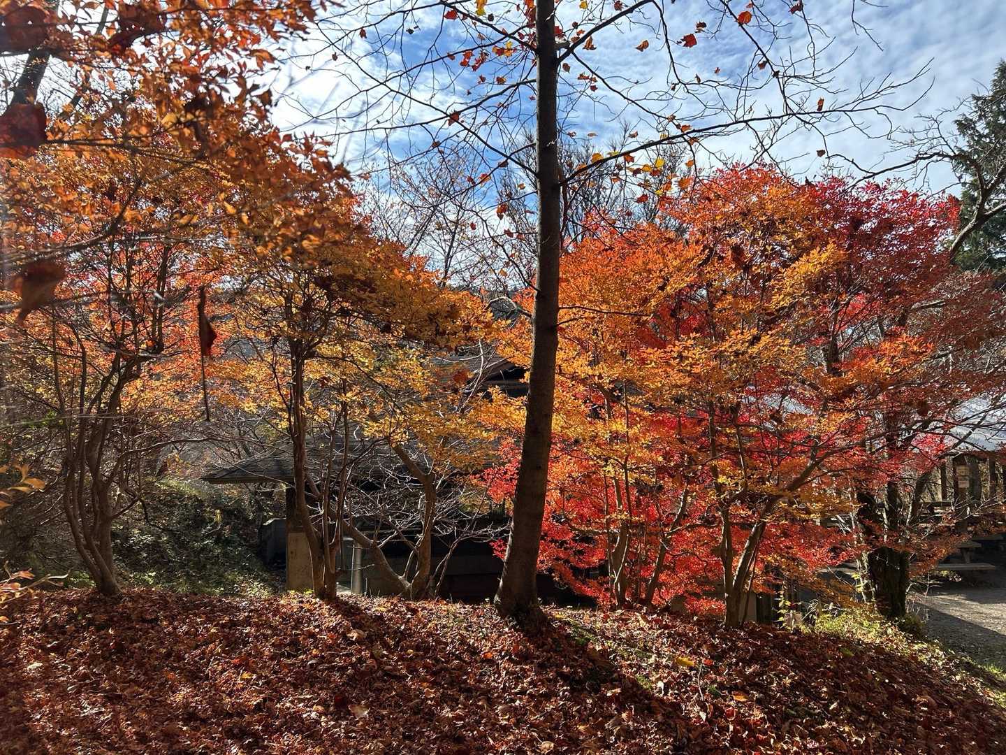 千早本道登山口-金剛山-金剛山山頂売店-転法輪寺-金剛山葛 縦走コースの写真