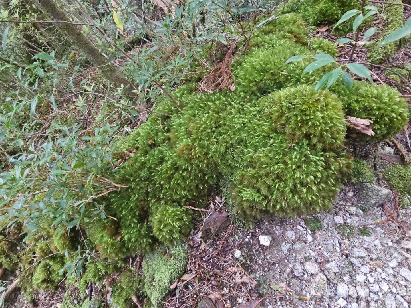 淀川入口-黒味岳 往復コースの写真
