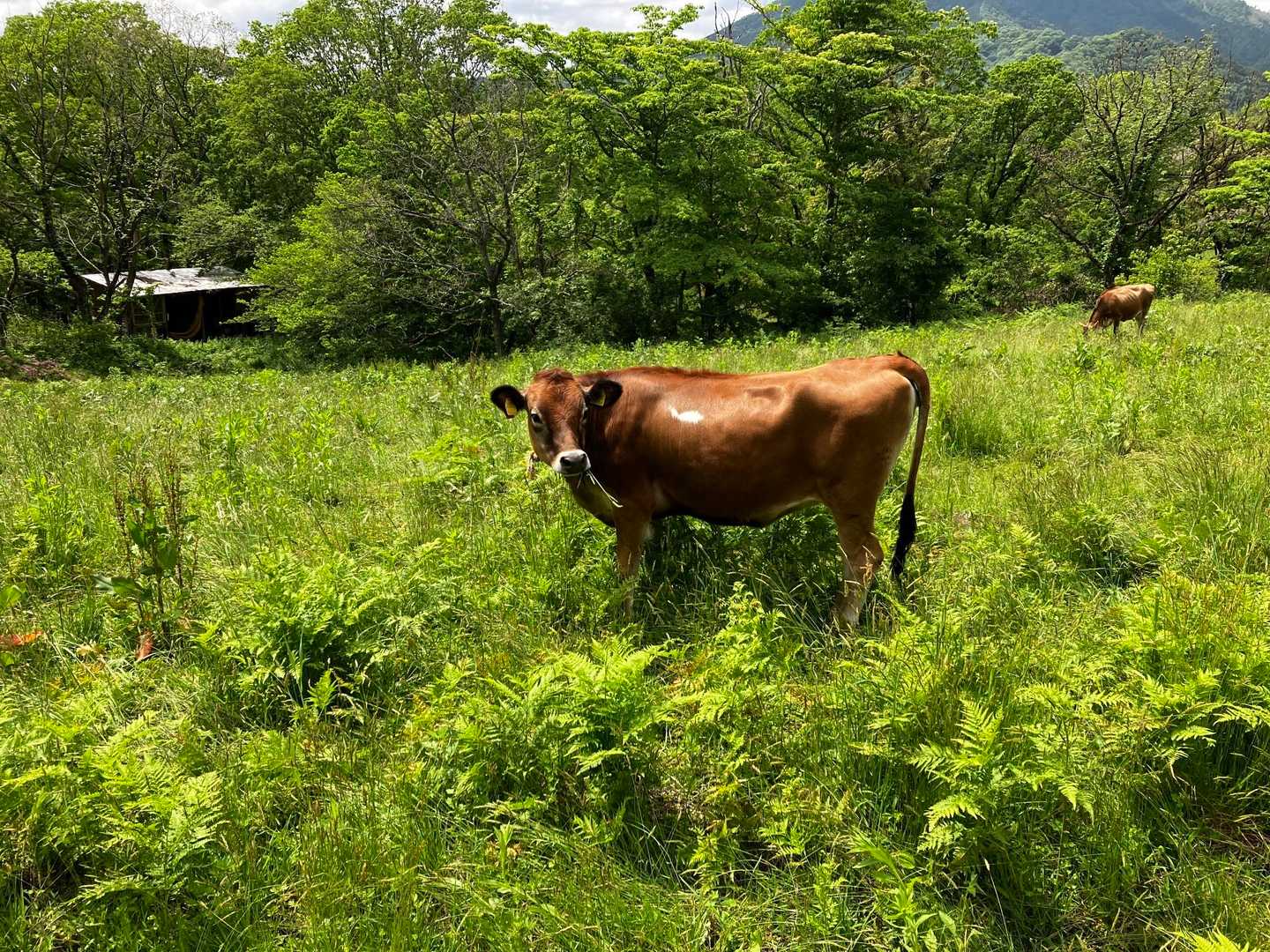 牛さん🐂🐃🐂🐃