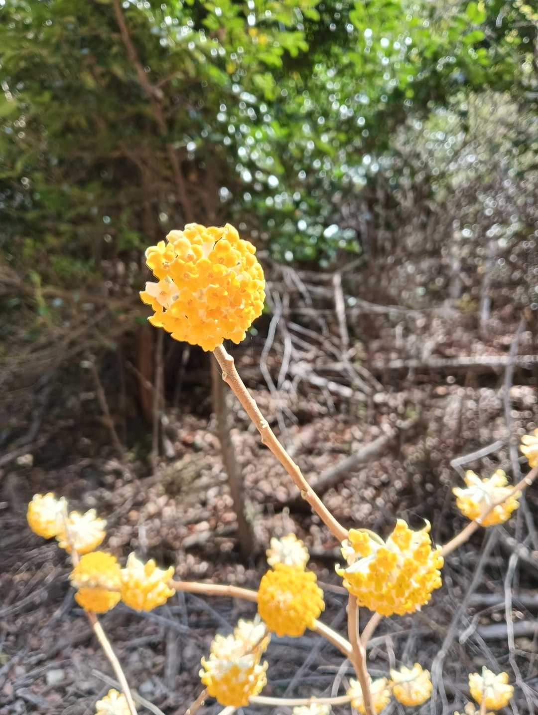 たくさんの方が魅入ってました✨