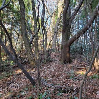 樋曽山手前の登山道