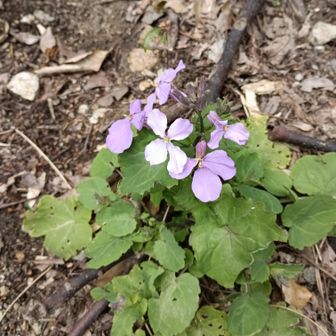 上野道の入口あたりに咲いていたショカツサイ（諸葛菜）