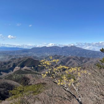 第一展望台のマンサクと赤城山