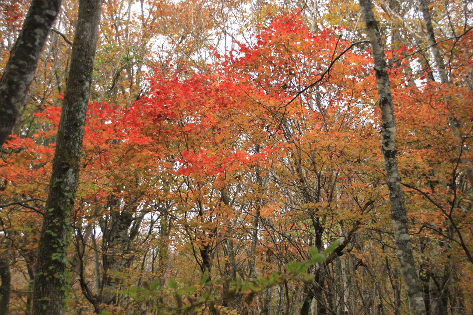 黄色やオレンジが多い中
一際目を惹くのは赤色になった樹🍁

今年の最終段階ですね✨