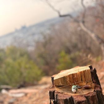 ミニトトロがたくさん