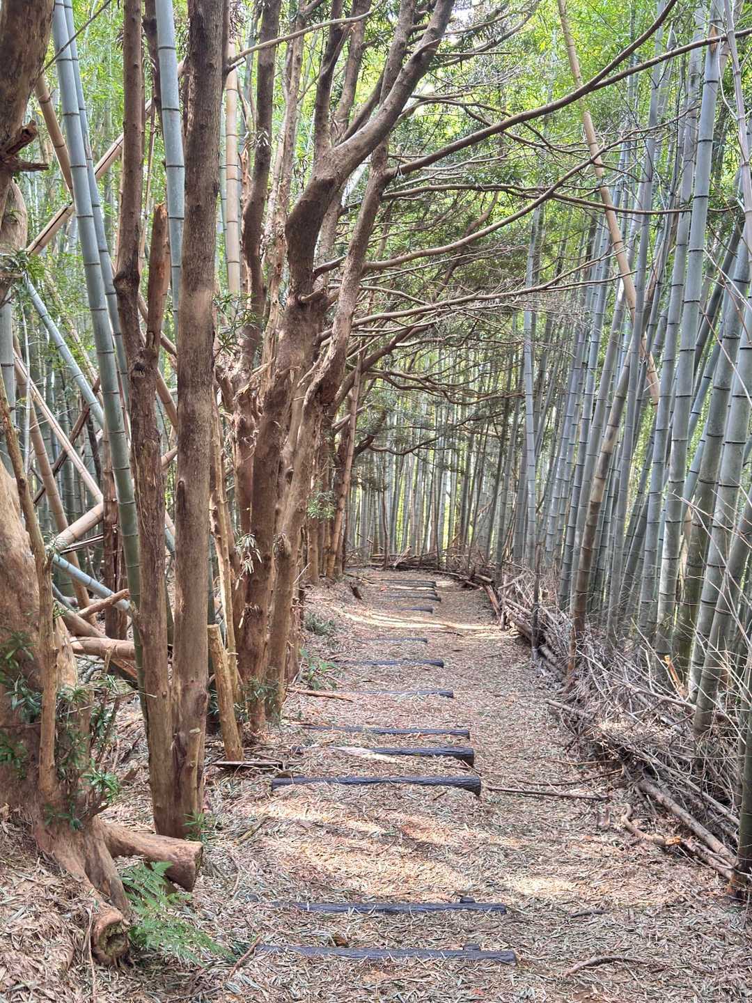 竹林の路が続きます