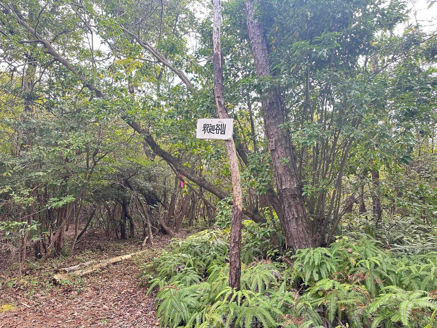ついた⛰️