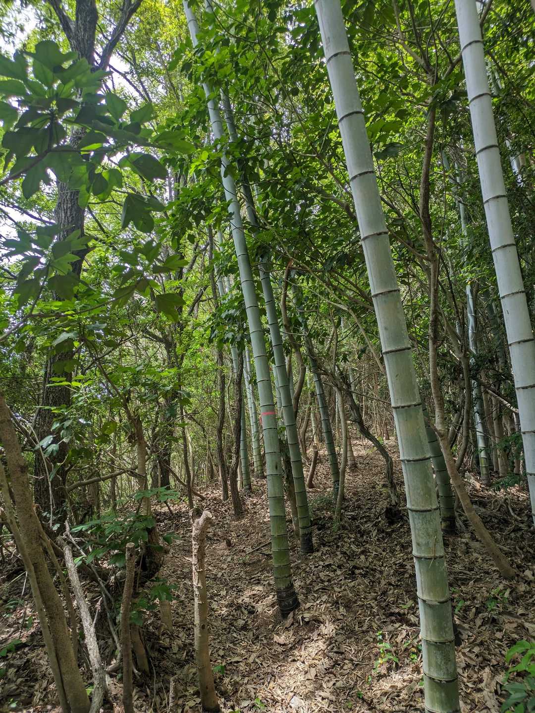 登山道めっちゃ整備されてます
ピンテなんて5〜10m置きに巻かれとる!