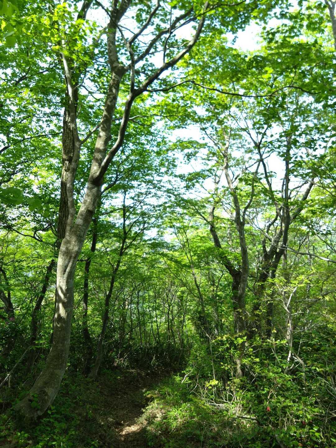 ブナ林の新緑も綺麗ですよ👍