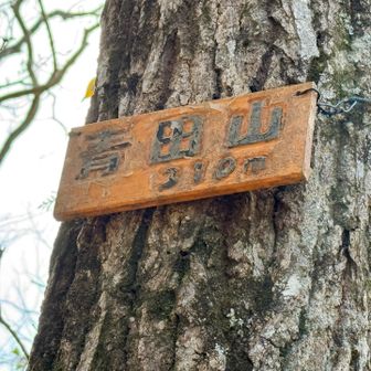 この日最後のピーク、青田山。ここも最後が急！