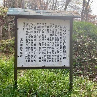 県内で群生してるのは珍しいらしい。