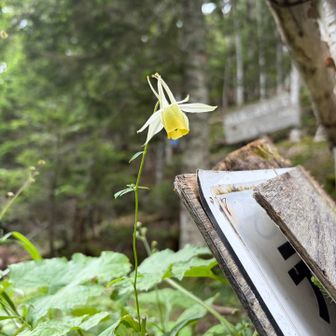 登山口にヤマオダマキ一輪