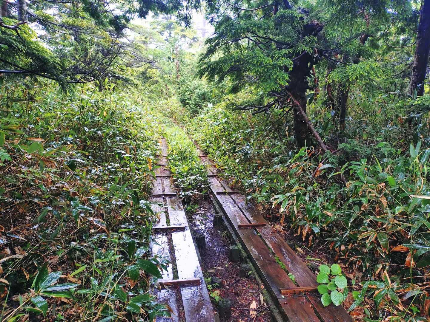 ツルツルの木道
油断して(根曲がり竹に気をとられて)
盛大にコケました😵‍💫