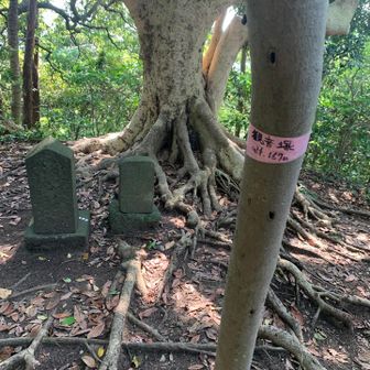 ⑦観音塚、167m
展望なし。ここは既踏。