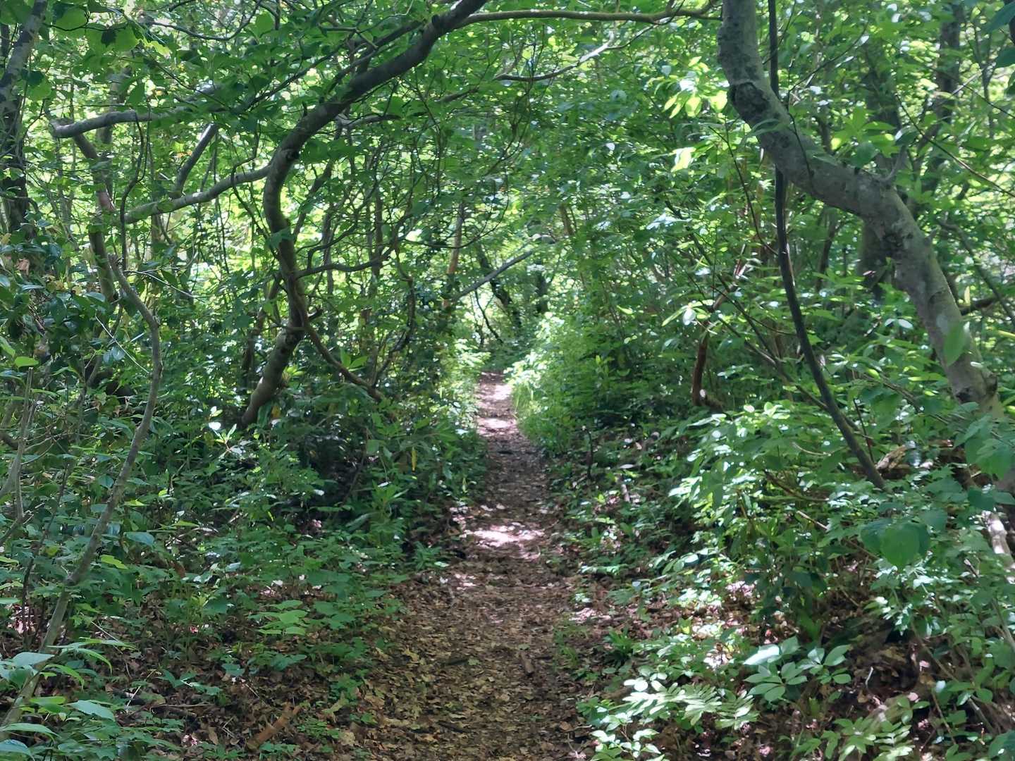 緩やか登山道