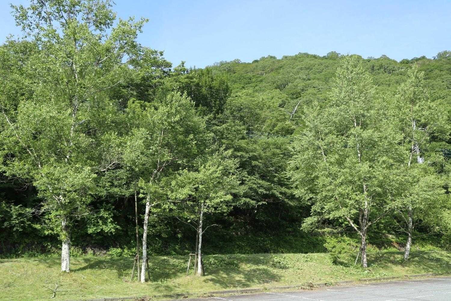 長七郎-地蔵岳 周遊コースの写真