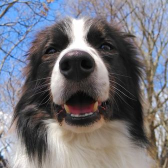 清掃登山犬ハルとフク