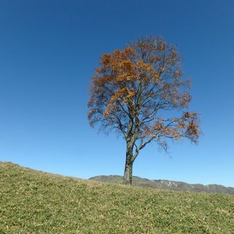 𝙗𝙞𝙜𝙗𝙚𝙖𝙧 🇯🇵