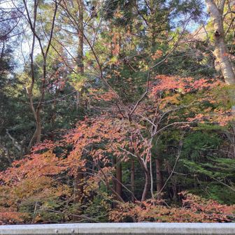 まだ赤い葉も🍁