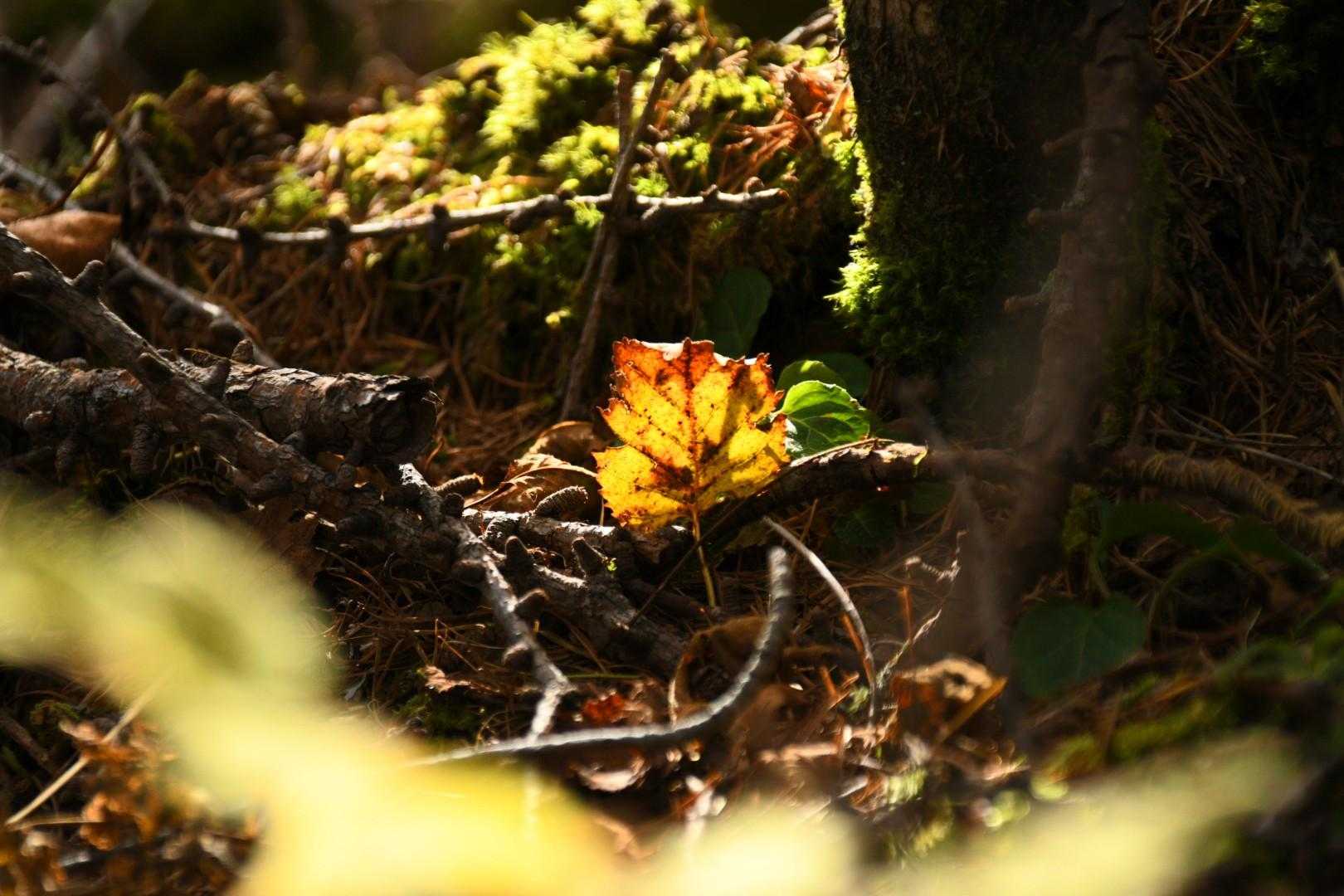 篭ノ登山-西篭ノ登山 往復コースの写真