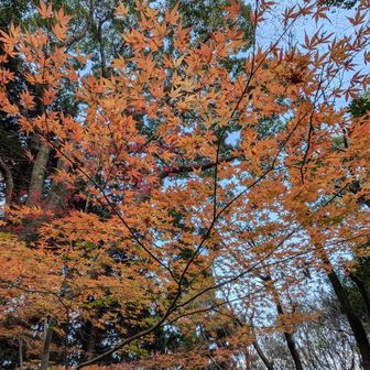 オレンジ色も良いね