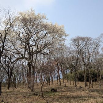 山桜の森のコブシが咲いてました✨