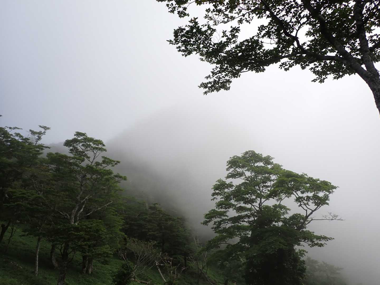 あらヤバイ見えなくなった