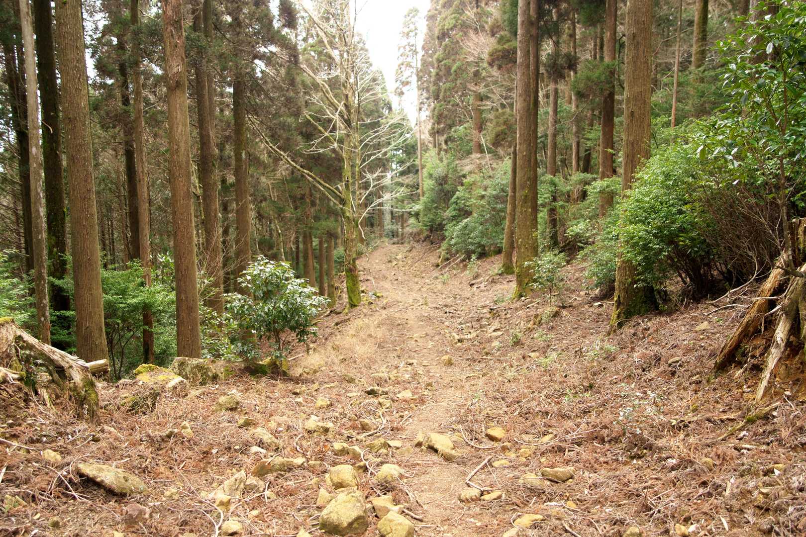正面登山口-尾鈴山-長崎尾-矢筈岳 周回コースの写真