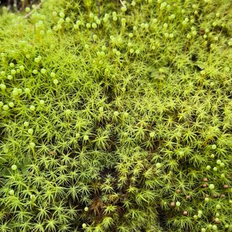 ✨タマゴケ✨も見たかった！
まんまるのは胞子体