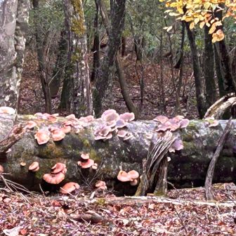 キノコ🍄‍🟫がたくさん生えてました
食べられるキノコ🍄‍🟫かな？