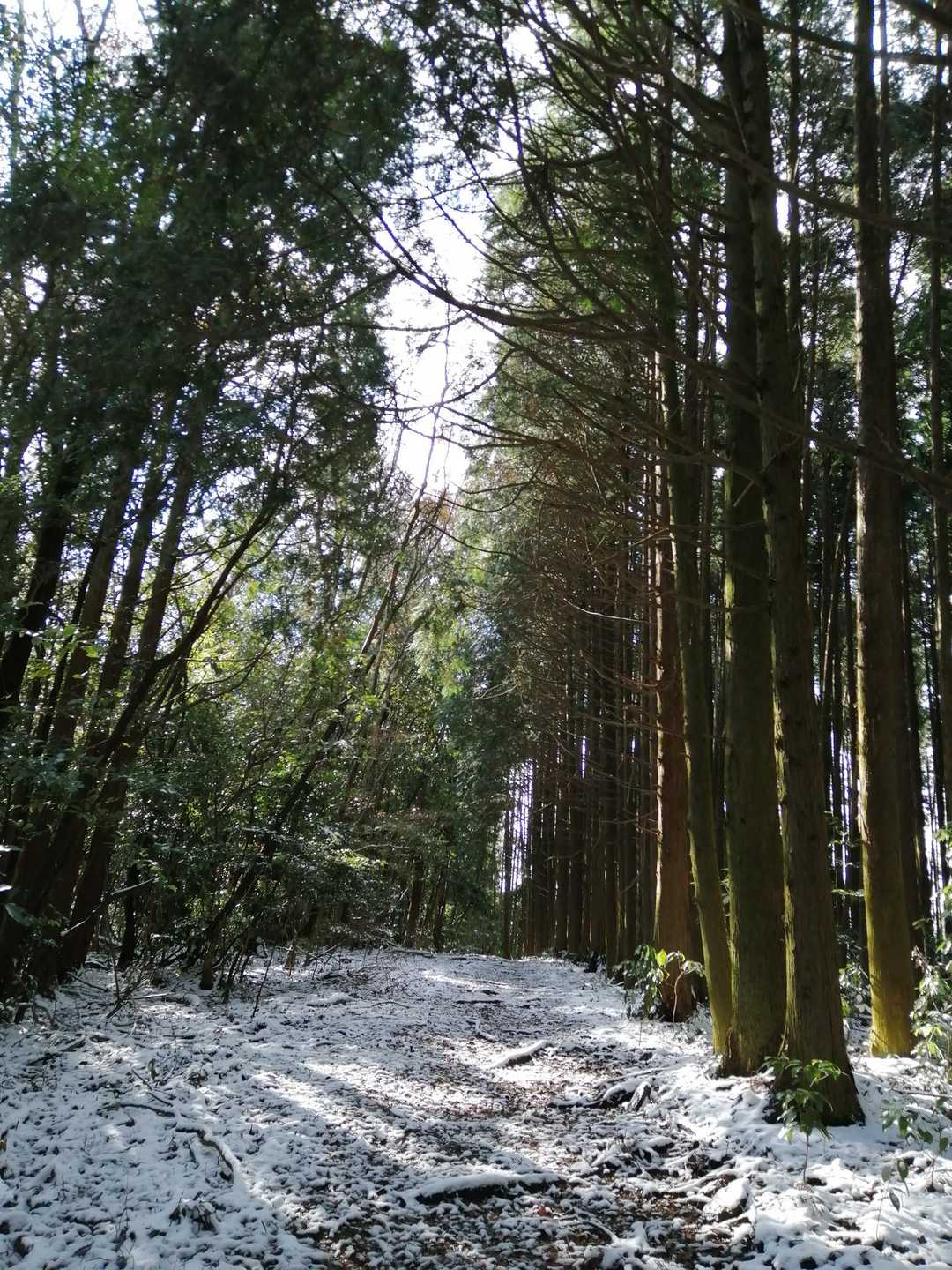 杉小立の雪道をすすむよ🥾