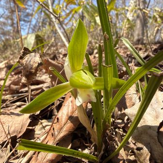 そして目的のシュンラン
蕾が多いが陽当たりの良いところでは咲き出していた