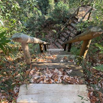 階段が所々にありますが落ち葉の堆積もあって滑る滑る