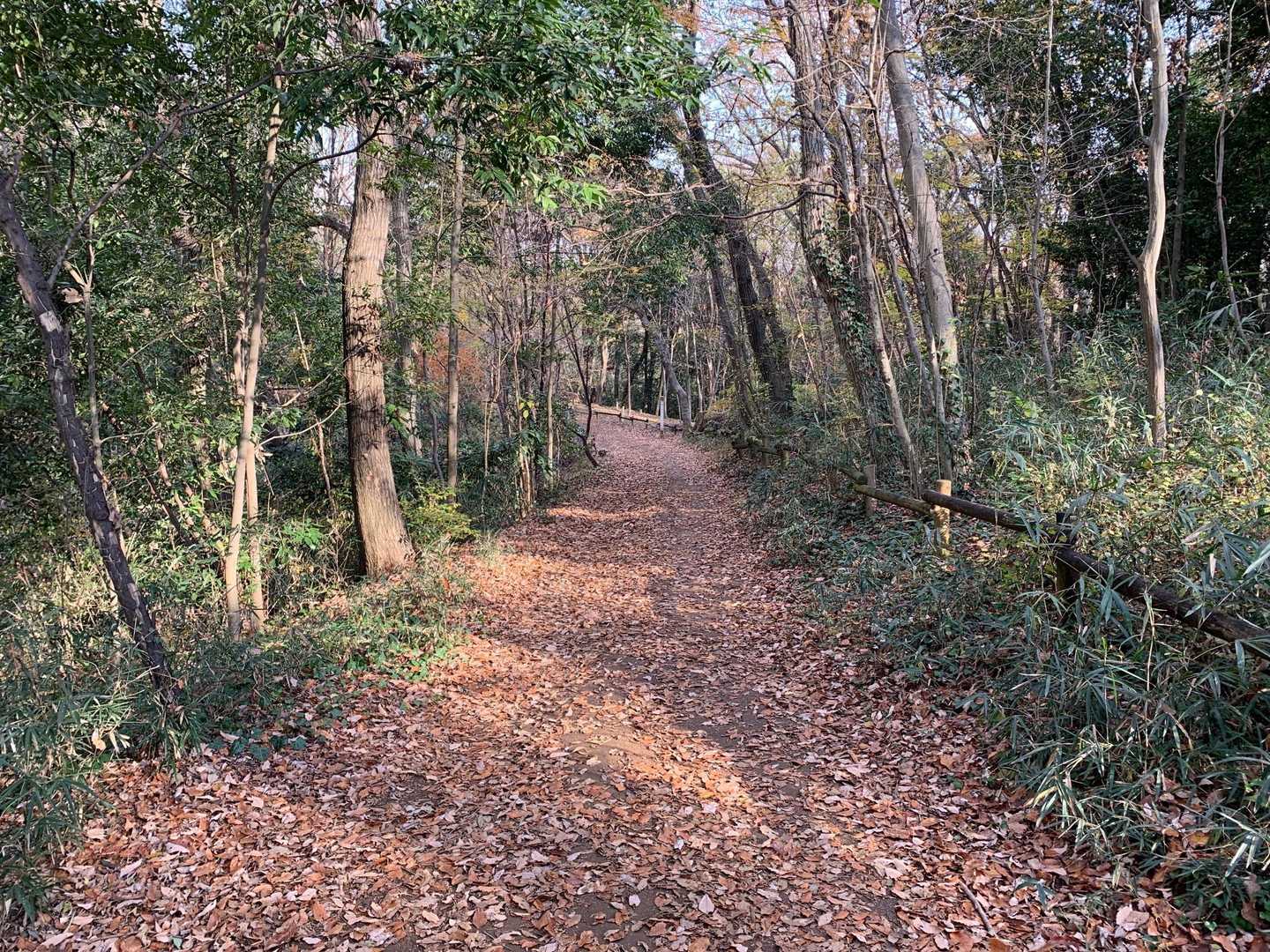 終始このような走りたくなるコースです。
