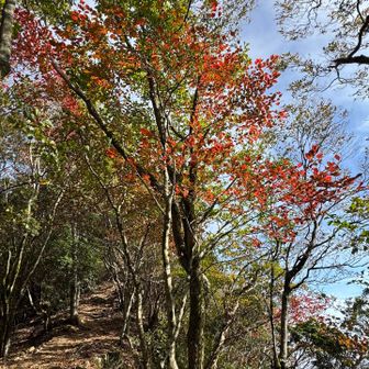 倶留尊山へのルートは、落ち葉が滑りやすかったので、慎重に👣