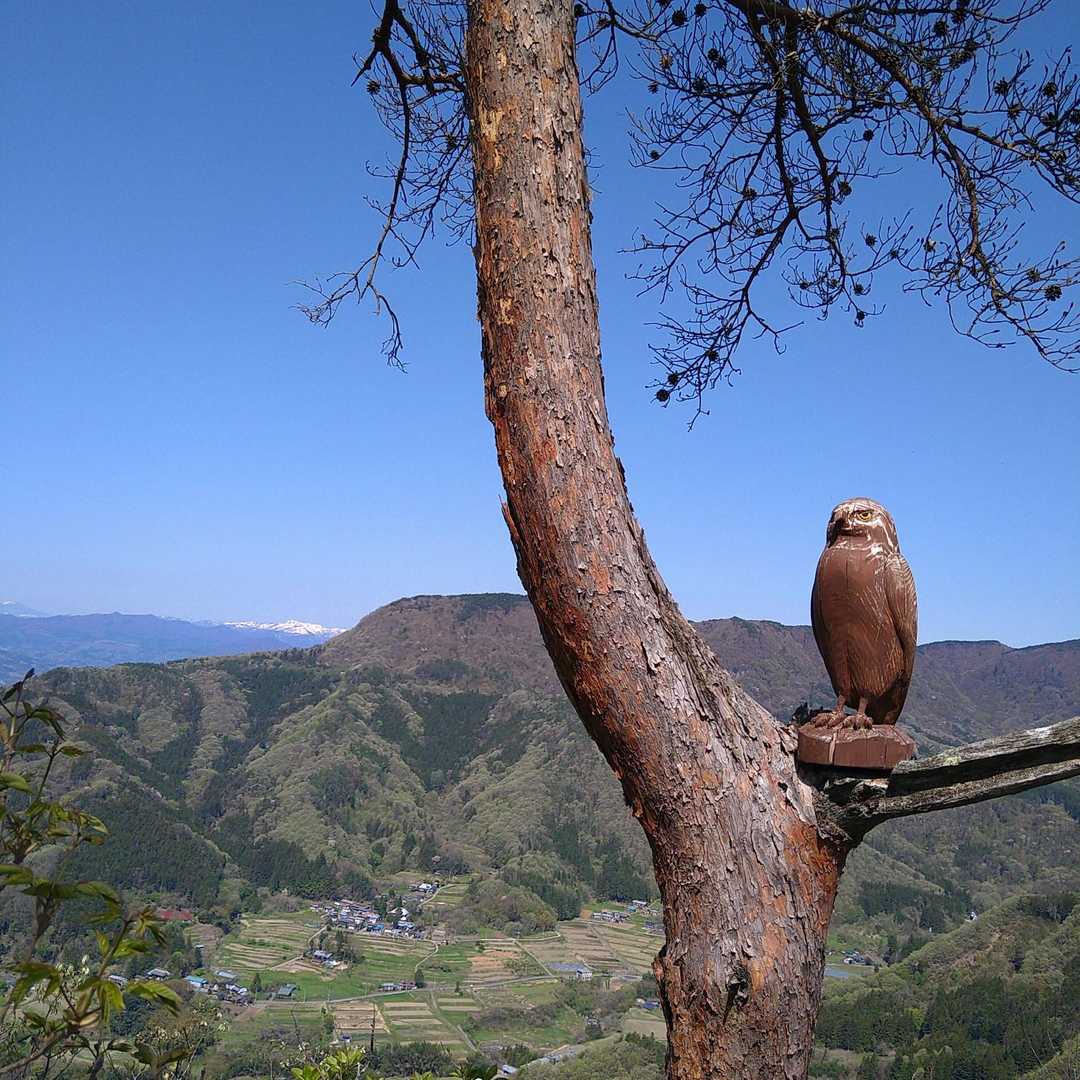 大好きな木の鳥さんの「とりっぴー」勝手に命名しています😆
今年も会えてよかった🐦️💕