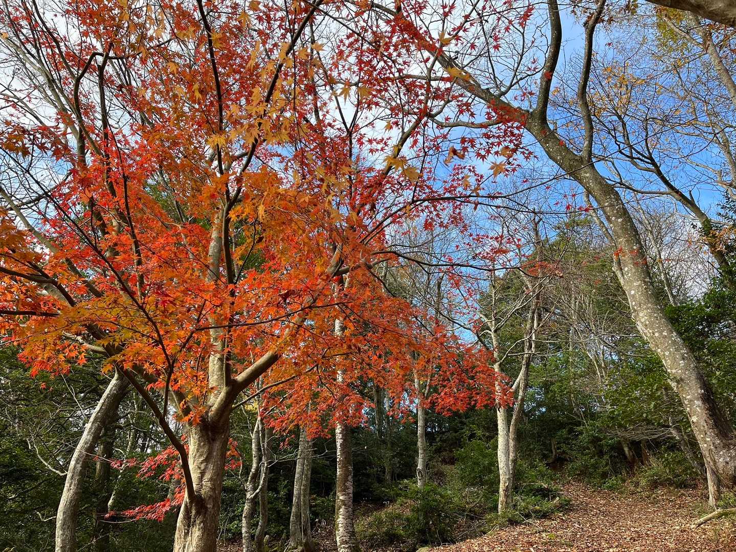 やっぱり激坂💦
きれいな紅葉はちょっと癒し🍁