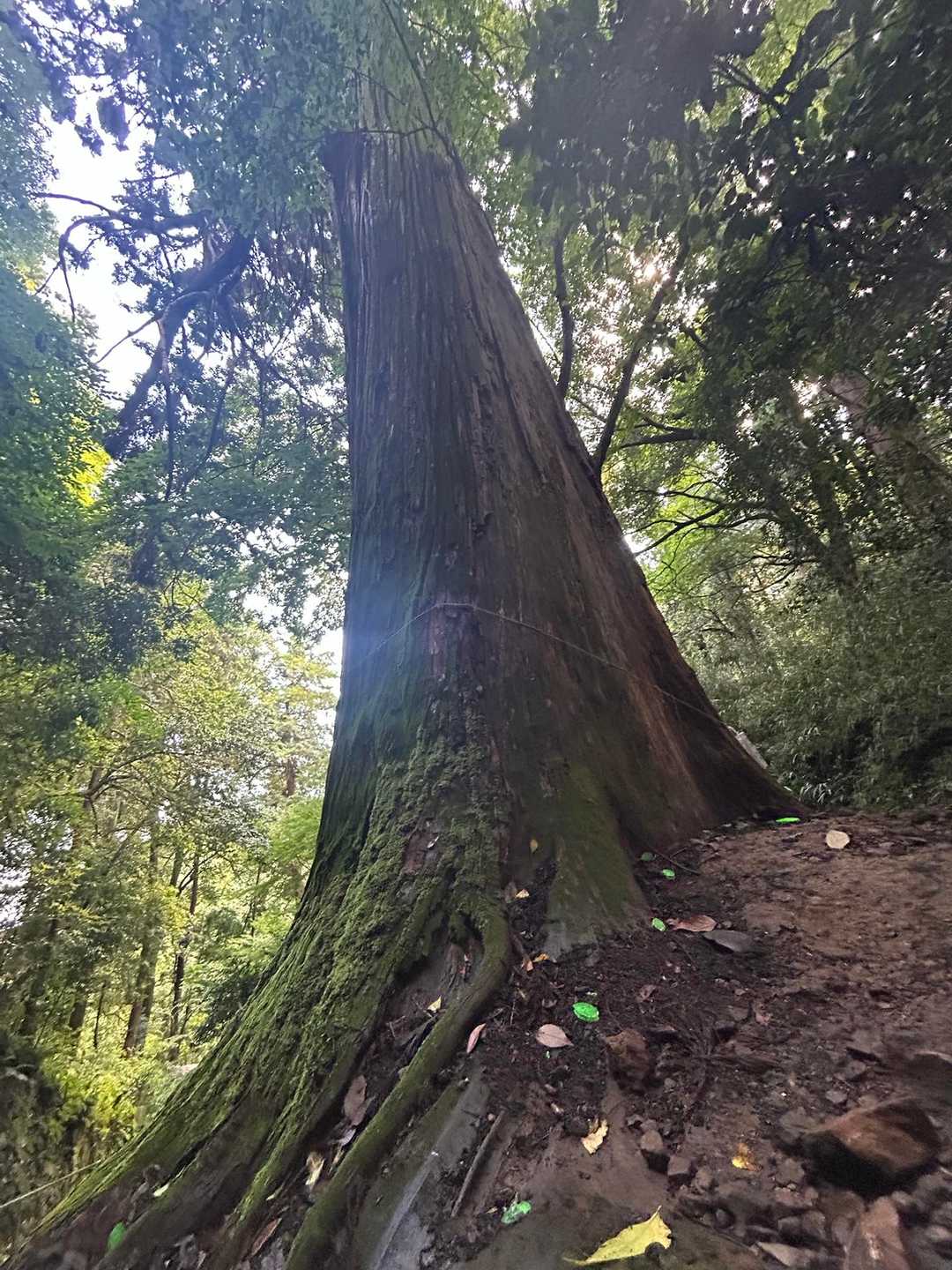 ぐみの木峠 往復コースの写真