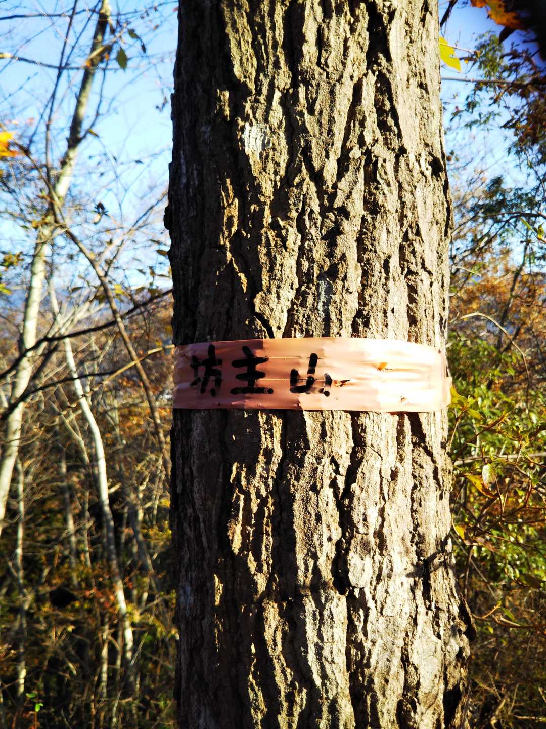 ⛰️✖️3つめ坊主山
この山頂は通りすぎてしまうところでした。取りつきあったので山頂ゲット⛰️